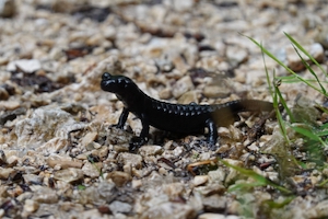 Black Alpine salamander on a forest track in gentle drizzle