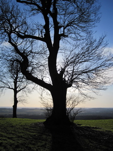 Oak tree in silhouette