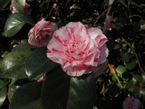 Flower on dark green leaves