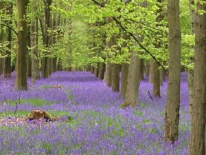 Bluebells in the woods in Ashampstead