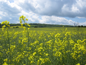 Yellow Oilseed Rape field, with green hills in background