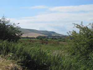 View through a gap in a hedge over an overgrown field. Small hills in the distance.