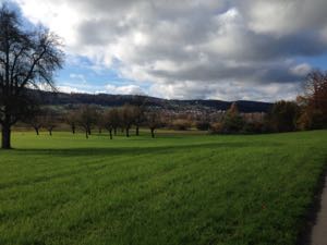 Green fields and apple trees under a cloudy skies.