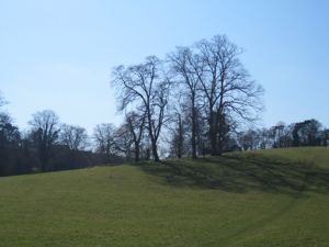 Small copse of trees on green hill, slightly in silhouette from the sun behind.