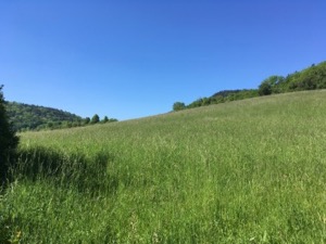 Rolling green fields south of Jena, Germany