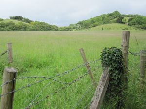 Ivy on fence post in front of hay meadow