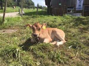 Baby cow lying down on grass