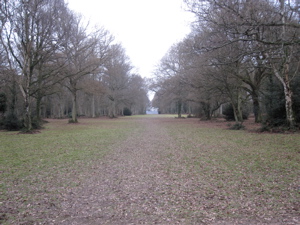 Path through bare trees, under grey skies.