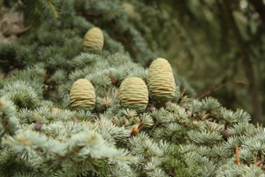 Pine Cones in Kew Gardens