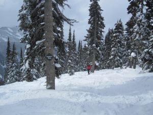 View down 'Raptor's Ride' - Bumpy Gladed Run