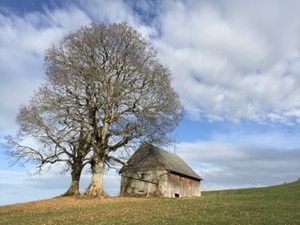 Tree standing next to old barn on the skyline.