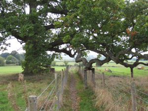 Footpatch between two wire fences, passing under an old oak tree, fields on either side.