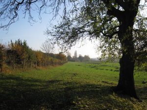 Footpath passing next to a tree, along the side of a field.