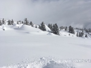 Snow field, with snow covered trees in the background