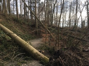 Trees blown down across a path, alongside a stream