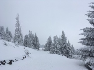 Snow covered pine trees alongside snow covered track