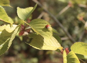 Ladybirds on a young hazel or beech leaf