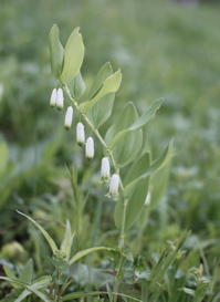 String of hanging white flowers (species unknown)