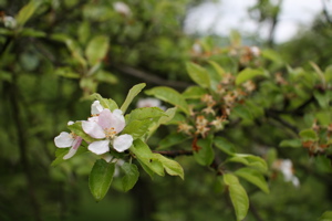 Close up shot of Apple Blossoms