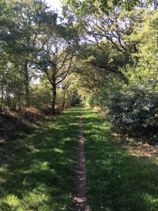 Narrow track along a grass path, through trees