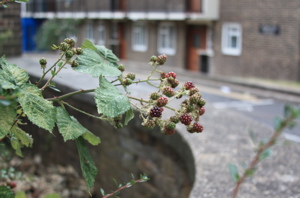 Blackberries framed by housing estate