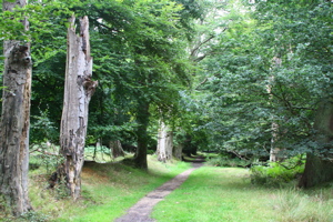 Path through woods.