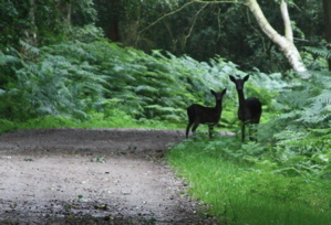 Doe and Fawn, poised to run, standing on grass verge