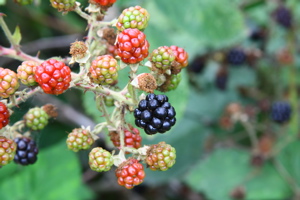 Close up of Blackberries