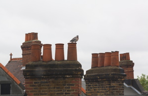 Pigeon sitting on red brick chimney