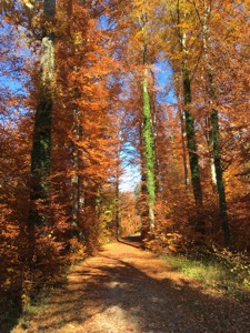 Beech trees in autumn colours framing a woodland path