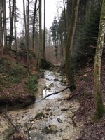 Stream running through trees on grey winters day