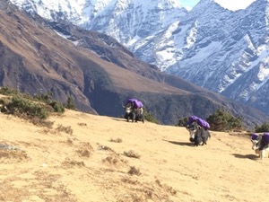 Yaks on a hillside