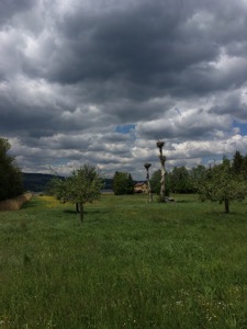 Stork nests on top of old trees at the southern end of the Greifensee