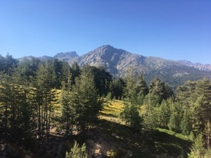 View over pine trees to a distant mountain peak