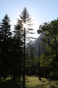 Silhouette of Pine Tree, against blue background and gree fields