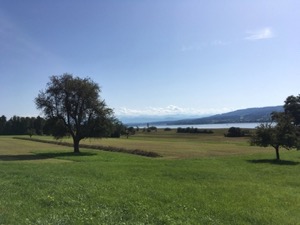 View over green fields and single trees to the Greifensee lake.