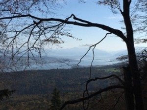 View over the Zurisee with a tree silhouette in the foreground