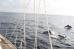 Dolphins leaping viewed from yacht