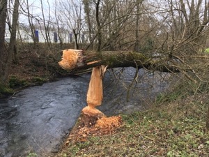 Tree felled by a beaver