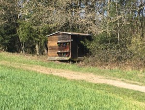 Swiss style beehives at the end of a wood, in front of a field growing crops