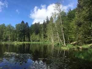 Tree framed pond, with water lilies in the foreground.