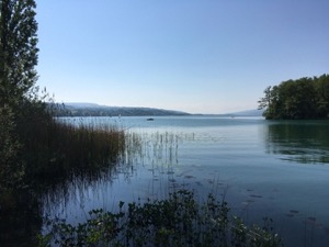 View over the Hallwillsee, trees framing the lake, hills in the distance.