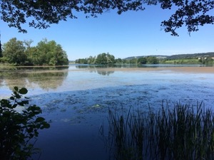 View over lake Mausee, framed by trees. Water lilies and reeds in the foreground, blue skies.