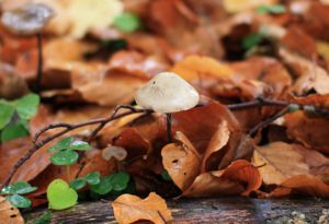 Small white mushroom growing out the top of a rotting log in fallen Beech leaves