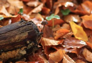 Tiny brown mushroom growing out the side of a rotting log backed by Beech leaves