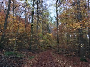 Woodland path covered in fallen beech leaves, autumn colours.