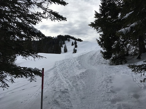 Snowshoe path through trees with ridge line in mid-distance.