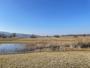 View over wetlands to Greifensee under a blue sky