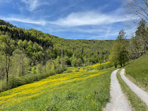 Green meadows with yellow flowers under blue skies.