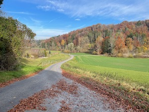 Fallen birch leaves at the side of the road. Hills with leaves changing to autumn colours.